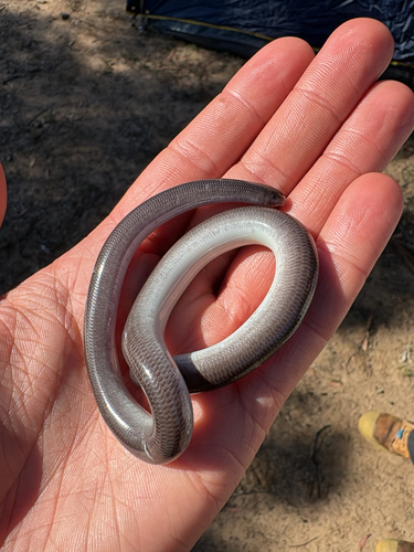 Prong-snouted Blind Snake sighting