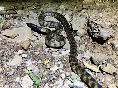 Black-headed Python sighting