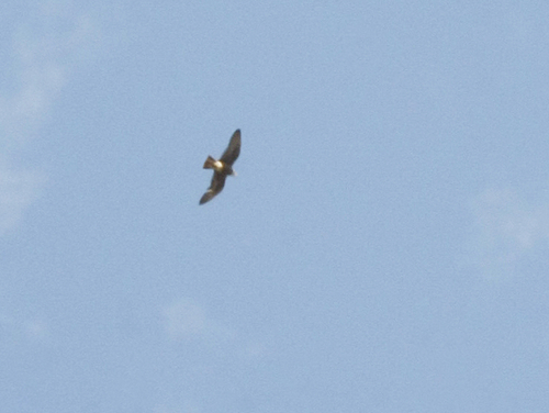 Saker Falcon