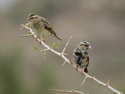 Village Indigobird