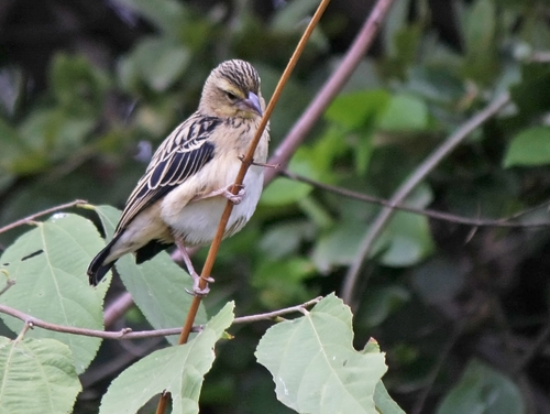 Black-winged Bishop