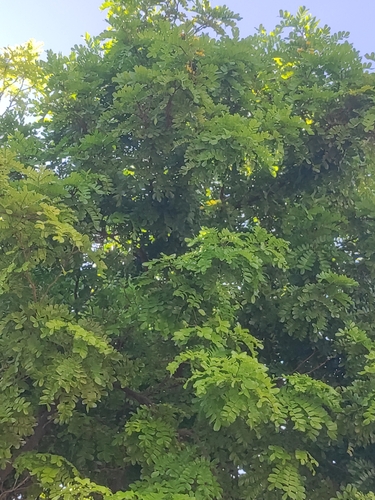 Brazilwood