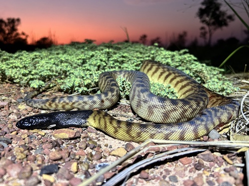 Black-headed Python sighting