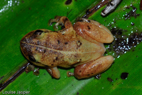 Ambatoharanana Whistling Frog