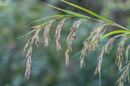 Themeda villosa (Poir.) A. Camus