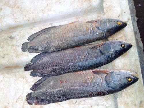 African Arowana
