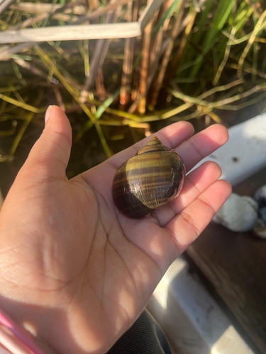 Pomacea canaliculata