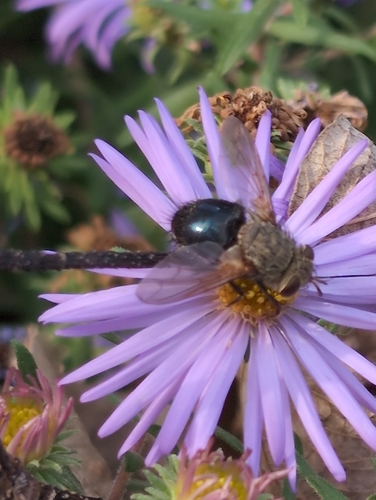 Unknown species found near On 39th at Summit Eastbound, Kansas City, MO 64111, USA