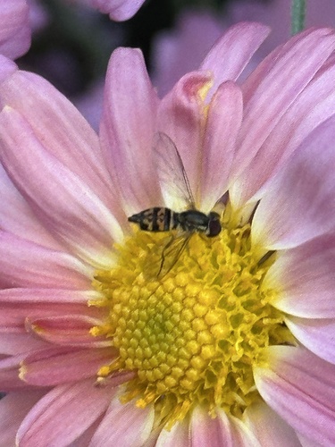 Unknown species found near Staten Island, New York, NY, US