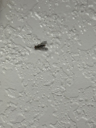 Unknown species found near S Alma School Rd, Mesa, AZ, US