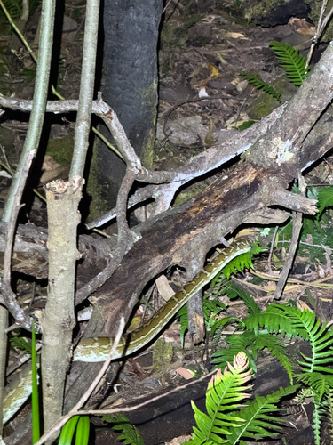 Coastal Carpet Python sighting