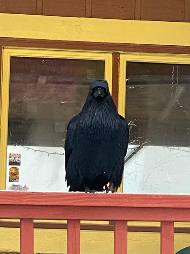 Common Raven