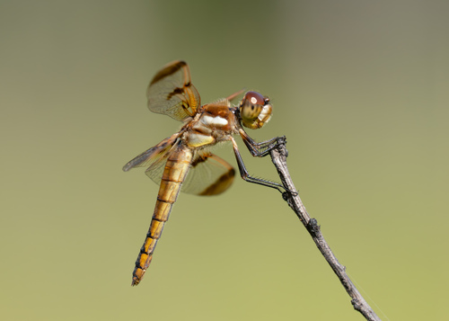 Libellula semifasciata Burmeister, 1839