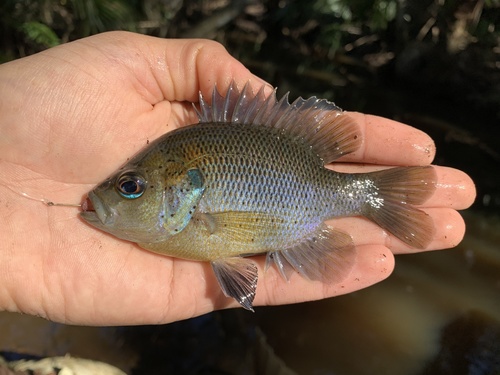 Spotted Sunfish
