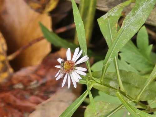 Unknown species found near Calvert County, US-MD, US