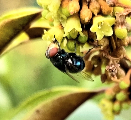 Unknown species found near Shadow Wood, Coral Springs, FL, USA