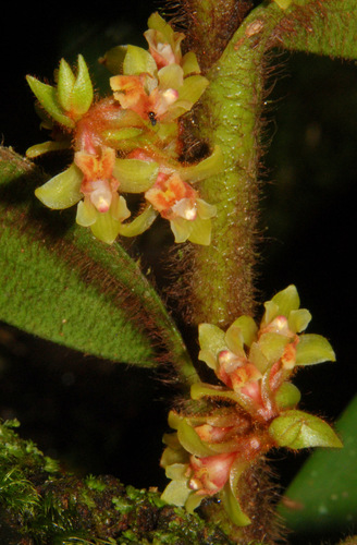 Trichotosia