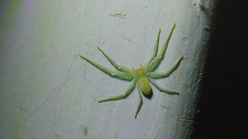 Philodromus luteovirescens