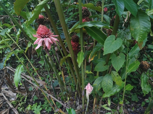 Torch ginger