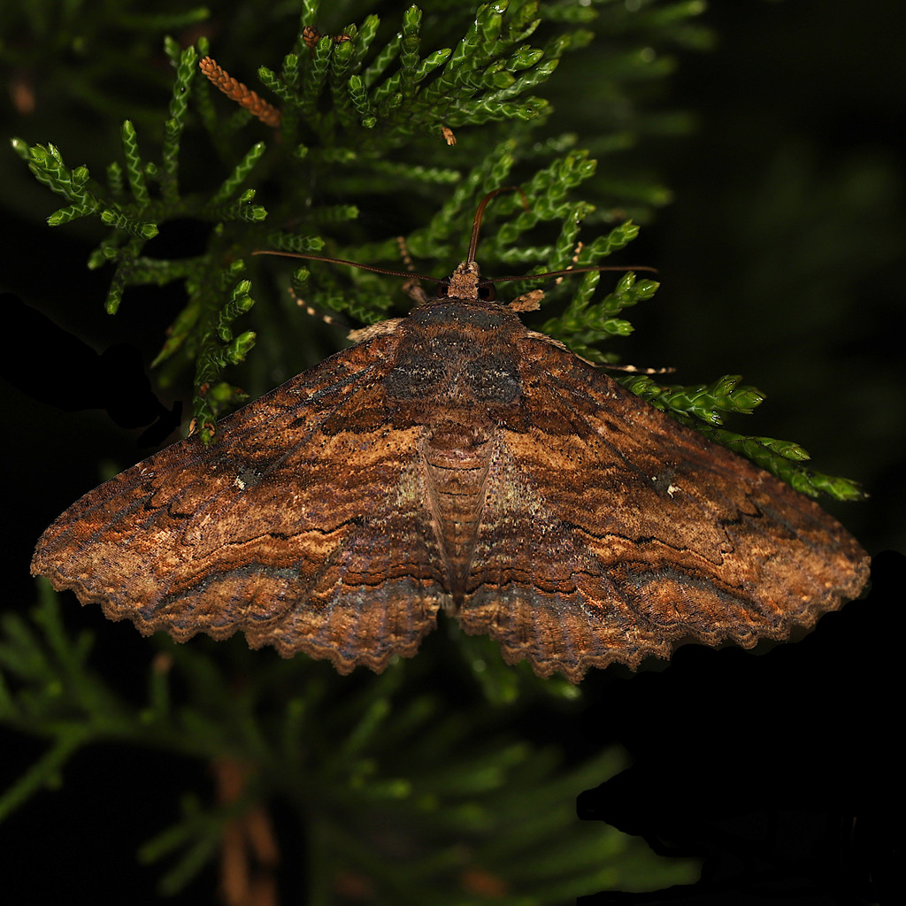 Lunate Zale Moth from Dickson County, TN, USA on November 4, 2025 at 06 ...