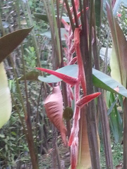 Image of Heliconia vellerigera