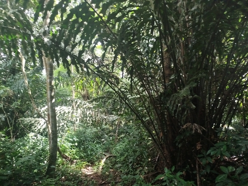 Arenga undulatifolia