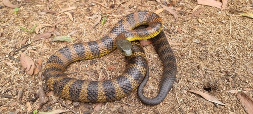 Eastern Tiger Snake sighting