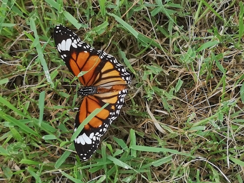 Common Tiger Butterfly