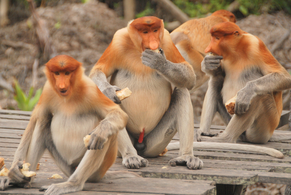 File:Macaco-narigudo.jpg - Wikimedia Commons
