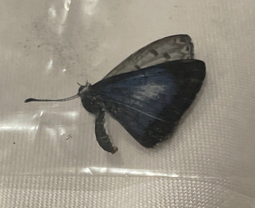 White-banded Hedge Blue
