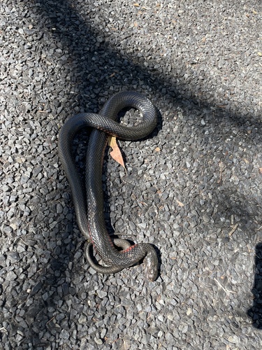 Red-bellied Black Snake sighting