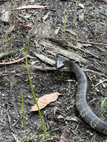 Tiger Snake sighting