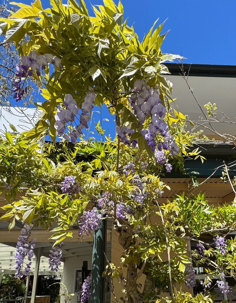 Wisteria sinensis