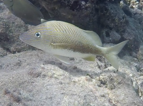 White Grunt