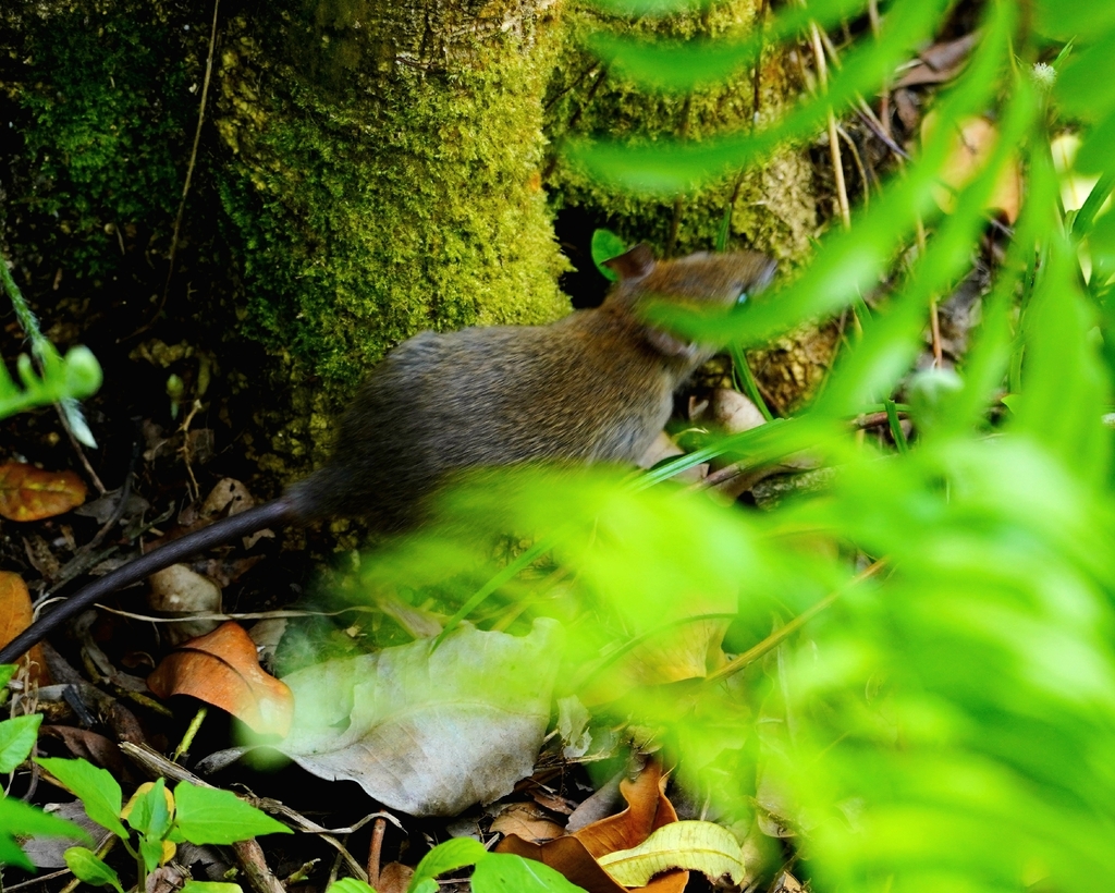Tanezumi rat
