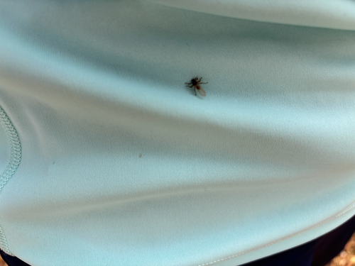 Unknown species found near Pine Hill West Branch Trail, Arkville, NY, US