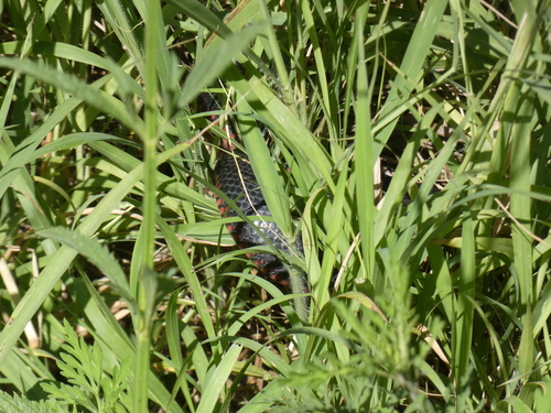 Red-bellied Black Snake sighting