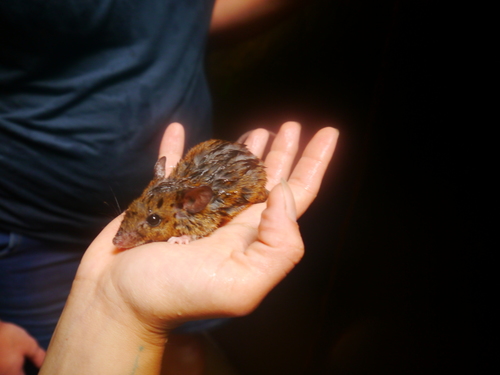elegant rice rat (Euryoryzomys nitidus) — Least Concern Mammalia