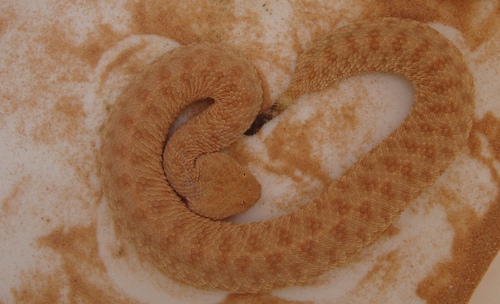 Sahara Sand Viper