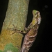 Ihering's Fathead Anole - Photo (c) Lucas Borghezan Michels, all rights reserved, uploaded by Lucas Borghezan Michels