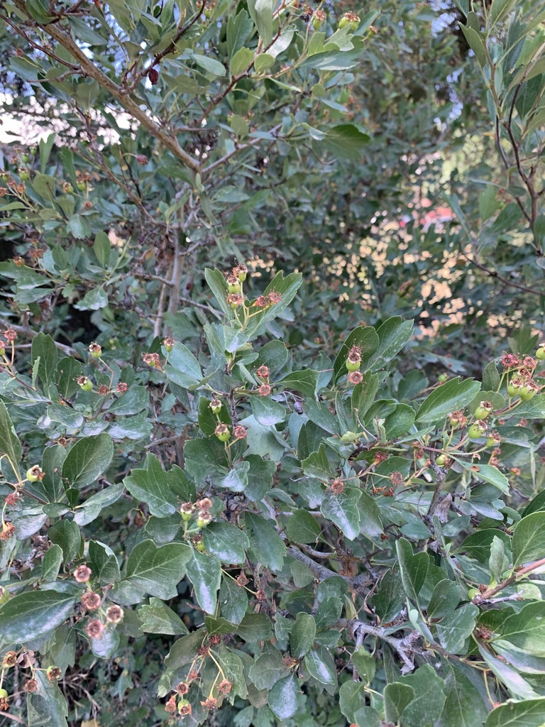 Crataegus monogyna