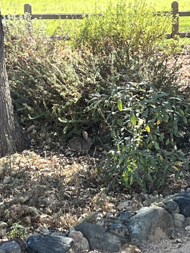 iNaturalist observation photo of Brush Rabbit