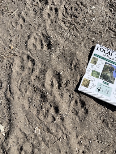 iNaturalist observation photo of Bobcat