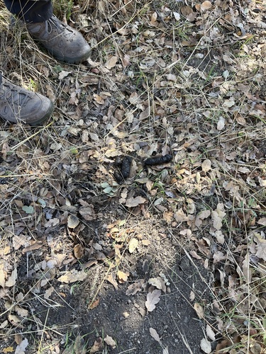 iNaturalist observation photo of Wolves and Dogs