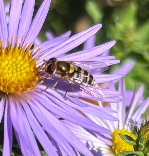 Unknown species found near DeKalb County, US-GA, US
