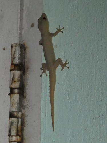 Asian House Gecko — seen at this dive site