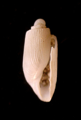 Acteocina harpa image