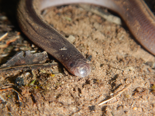 Prong-snouted Blind Snake sighting