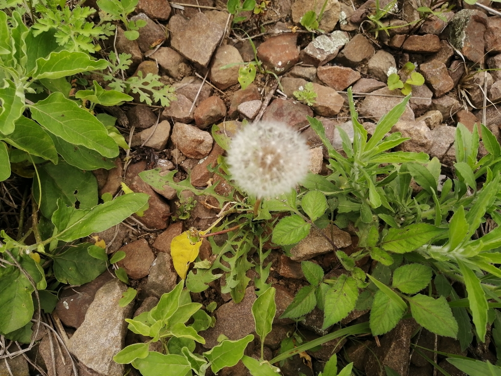 Taraxacum officinale