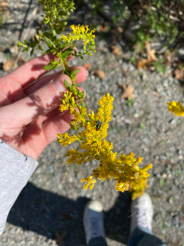 Unknown species found near Bryan Park Ave, Richmond, VA, US